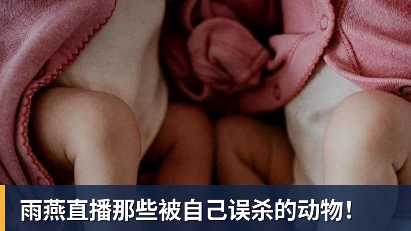 三场零封进决赛！永劫无间中国队冲击亚运电竞首金 - 雨燕直播 - 专业高清直播平台,随时随地观看精彩内容